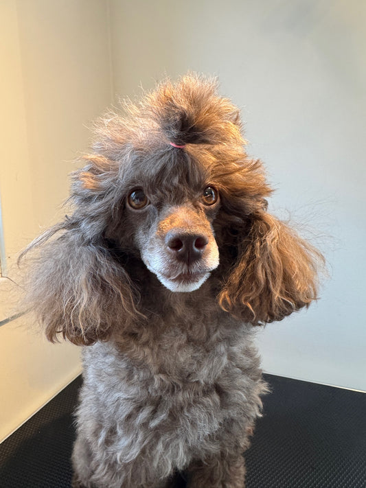 Lainee - Hårstrikk - 50 stk - Flerfarget