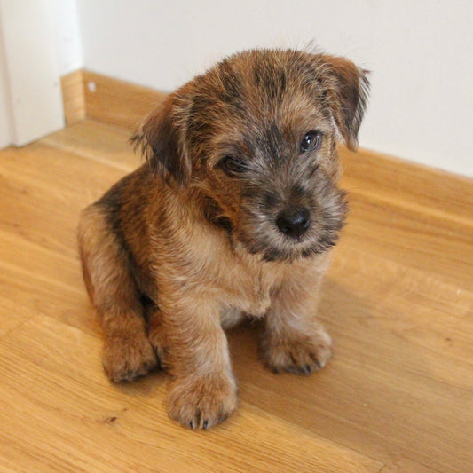 Ny valp i hus? Alt du trenger til valpen