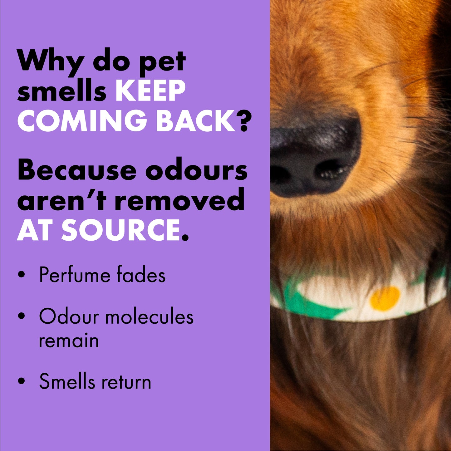 Deodorising Spray For Dogs And Home