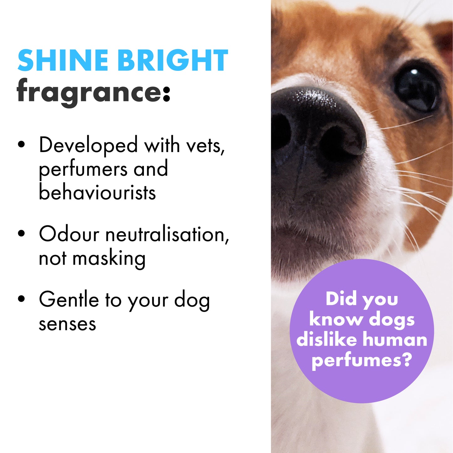 Deodorising Spray For Dogs And Home